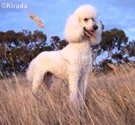 cream standard poodle