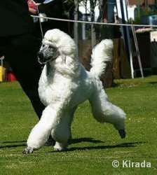 white standard poodle