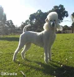 white standard poodle