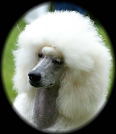 Pedigree white Standard Poodle head study. PHOTO :: Kirada Dancin' With Myself (AI)