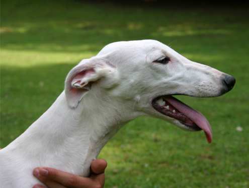 Head study of a greyhound