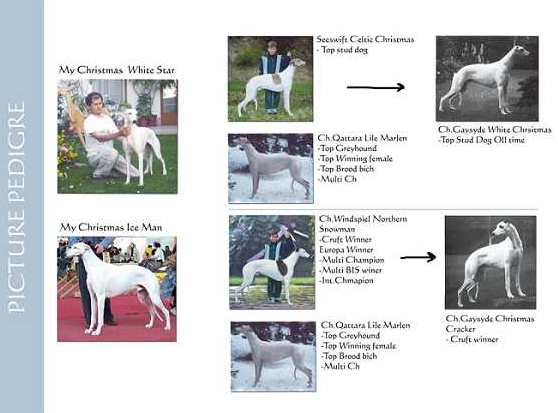 Picture pedigree for Heaven