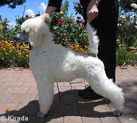 white standard poodle