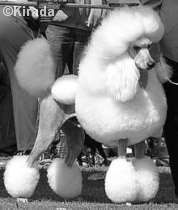 black and white photo of a white standard poodle