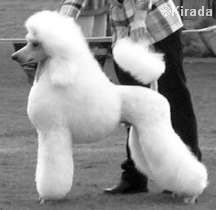 white standard poodle in a show puppy trim