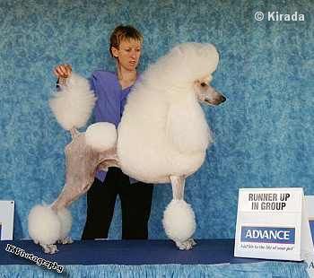 white standard poodle winning group placement at a dog show