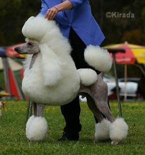 white standard poodle in the ring