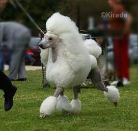 white standard poodle on the move